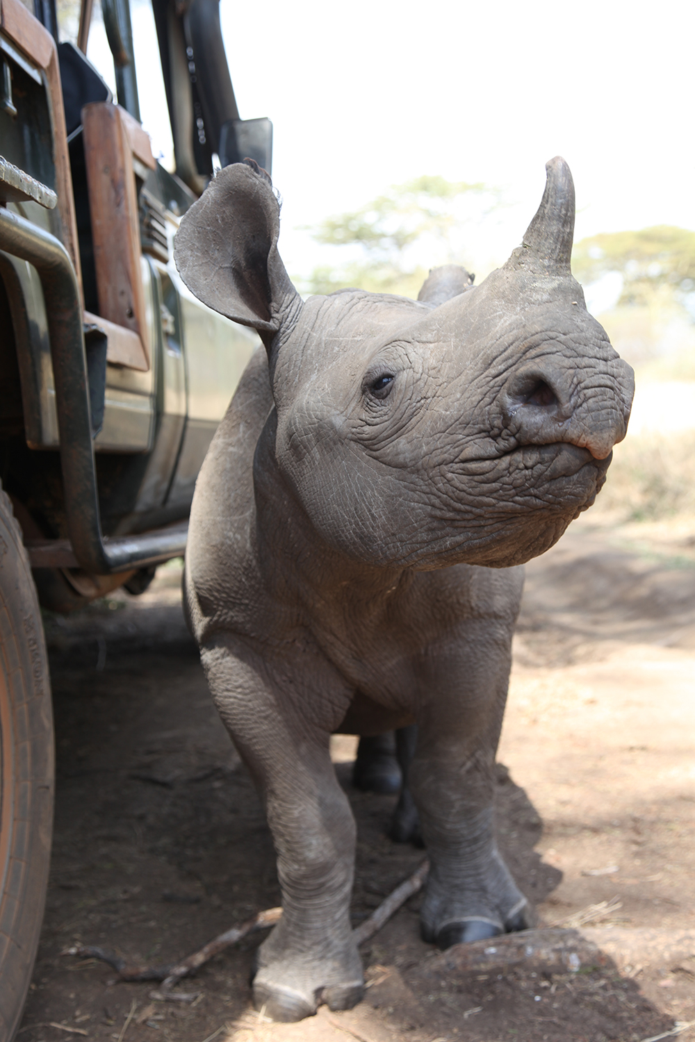 Black Rhinoceros (Diceros Bicornis) - The Perfect World Foundation