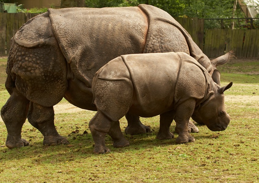 breeding of javan rhinoceros