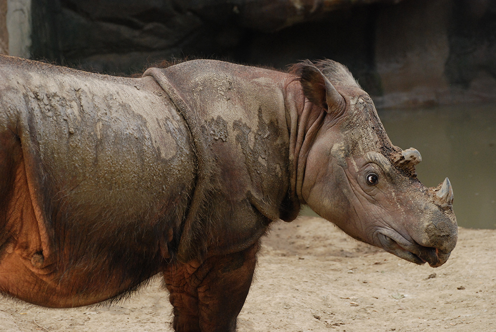 sumatran rhinoceros